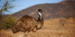An emu in Flinders Ranges National Park.