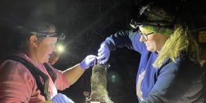 Platypus researchers Michelle Ryan (left) and Katherine Warwick (right) study a monotreme.