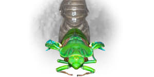 Greengrocer cicada 