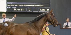 Man who bought Winx pays $1m for another Camilleri youngster