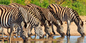 Zebras in Hwange National Park,Zimbabwe.