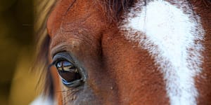 Hendra virus found in Queensland horse