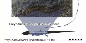 Monster swallows monster:megapredation proof in fossil's stomach