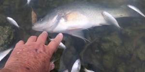 Perch are among the fish to have been killed in the Murrumbidgee fish kill. 