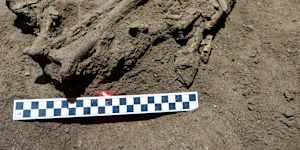 The human skeleton dated to about 31,000 years ago,pictured in a cave in East Kalimantan,Borneo.