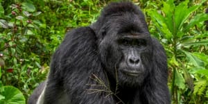 Hunters face life sentences after killing famous gorilla