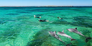 Swimming with dolphins in Baird Bay.