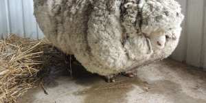 Chris the Sheep,famous for his record-breaking fleece,has died