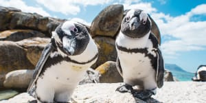 Boulders Beach,Cape Town:The best place to see African penguins 
