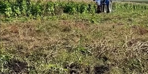 Illegal $40m tobacco-growing operation found west of Brisbane