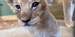 The African lion cubs were born to Mum Asali and Dad Sheru on Valentine's Day at Werribee Open Range Zoo.