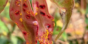 Myrtle rust is impacting plants across Northern NSW and southeastern QLD.