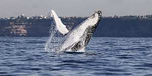 A humpback whale breaching in Sydney Harbour in a previous year.
