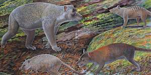 Artist’s reconstruction of thylacine ancestors Nimbacinus peterbridgei (top right) and Ngamalacinus nigelmarveni (bottom right). Also included are the unrelated animals,an Ilariid Kuterintja ngama (top left) and a macropod Gumardee springae (bottom left).