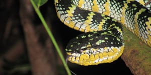 Snakes alive:How to test deadly venom without killing animals