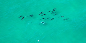 Wajung Jagun (place of dolphins) has around 400 resident dolphins.
