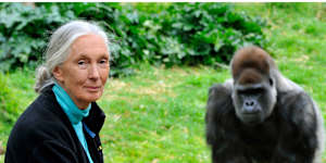 Jane Goodall with a gorilla at Melbourne Zoo in 2008.