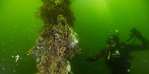 Decomposing sea sponges at the Ardrossan Big Jetty are among the casualties of the algal bloom off South Australia’s coast.