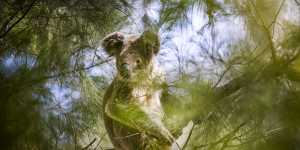 Koala inside the boundaries of the proposed Great Koala National Park.