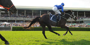 Local hero:Winx will remain in Australia after connections settled on I Am Invincible as her first stud partner.
