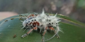 ‘Hairy poo’ unmasked as nation’s newest creepy-crawly