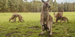 The end of soccer roos? US state moves to ban the sale of kangaroo parts