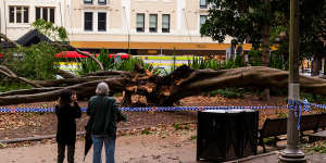 A fig tree in Hyde Park,Sydney CBD fell this evening,injuring two along Elizabeth St