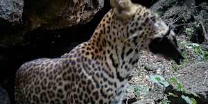 Camera traps were set up outside Uganda's"Python Cave".