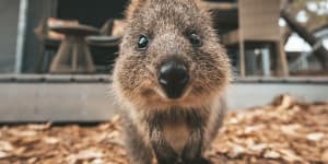 Authorities remain tight-lipped about quokka's birthday cost to WA taxpayers