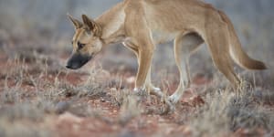 Collared dingo bites woman on K’gari in latest island attack