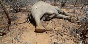 Relentless drought kills hundreds of zebras,elephants,wildebeests in Kenya