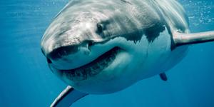 This new luxury beachside resort has a problem:How to stop the massive sharks attacking the guests