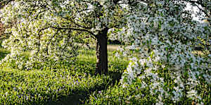 Great Dixter in the UK has become a model for garden biodiversity.
