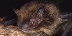 The Christmas Island pipistrelle bat was once abundant.