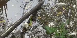 Hundreds of dead fish wash up along the Brisbane River