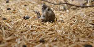 Masses of dead mice are found around the silos and throughout the grain and hay storage sheds due to poisoning. 