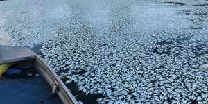 'Shocking'lack of preparation exposed Darling River to fish kills:study