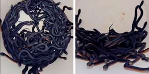 More than 100 red bellied black snakes were found in a Horsley Park home. 