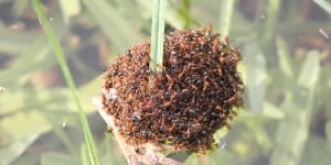 Fire ants rafting in water after heavy rain