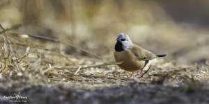 Adani’s own count of endangered bird at mine shows ‘shocking’ drop