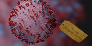 Human metapneumovirus,