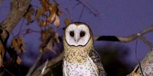 Dead owls are piling up in my freezer:Perth scientists take a stand