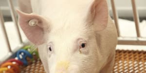 Pig’s kidney attached to human patient in scientific breakthrough