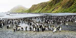 The UNESCO-listed Macquarie Island is the breeding boudoir of 3.5 million seabirds.