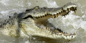 Life-threatening decision to tamper with a croc trap results in a fine