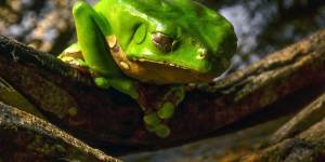 The giant green monkey tree frog,which produces"kambo".
