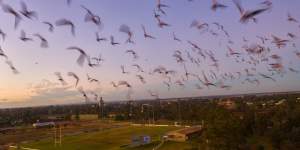 Corellas,Galahs and other parrots flocking over Narrabri.