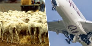 Sheep producers say there has been a failure to appreciate the ramifications of the decision on exporters who were already fighting for air freight space.