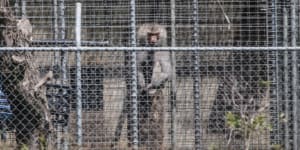 A baboon sits and looks out from behind security fencing at the National Health and Medical Research Council facility in Wallacia in Sydney's west in a file picture.