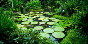 Lily Pads in Singapore Botanic Gardens.